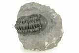 Austerops Trilobite - Visible Eye Facets #259596-2